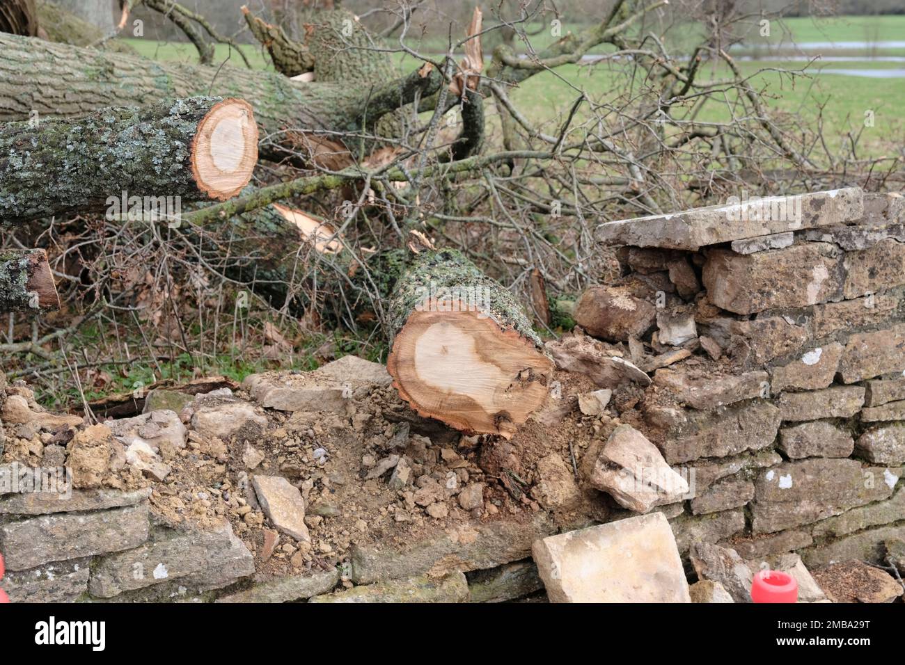 Un albero caduto in Lacock villaggio wiltshire Regno Unito Foto Stock