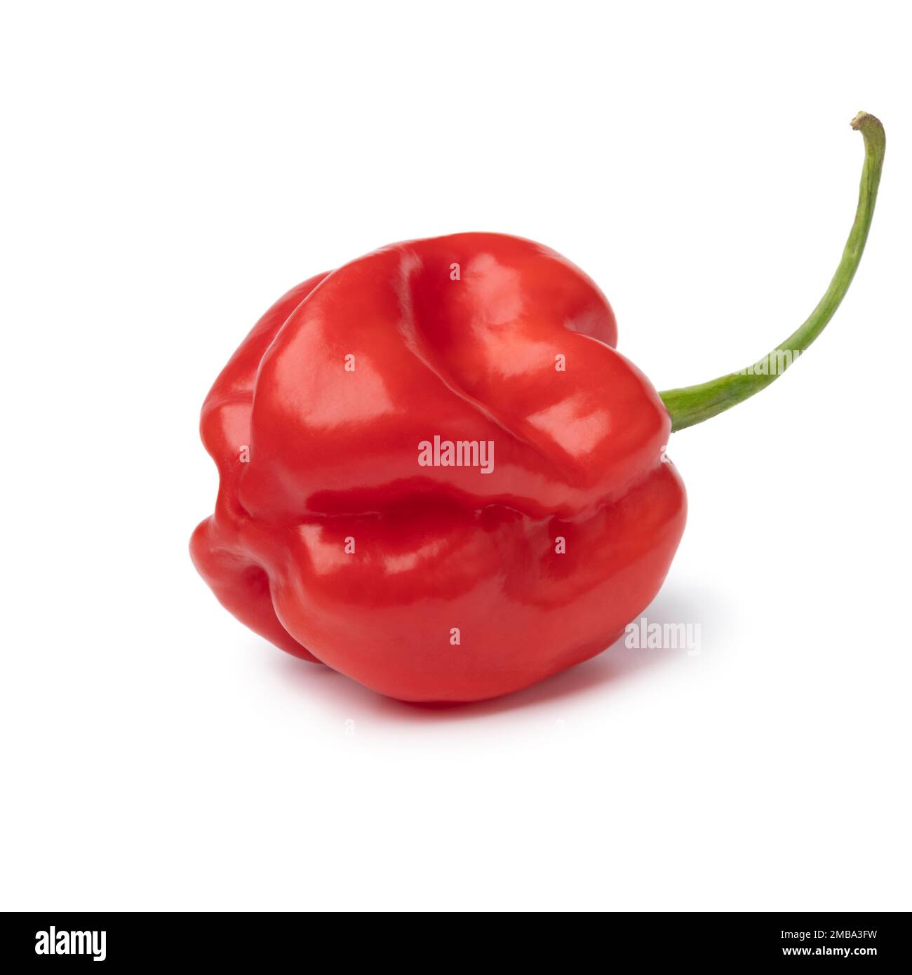 Singolo peperoncino di scorpione rosso fresco isolato su fondo bianco Foto Stock