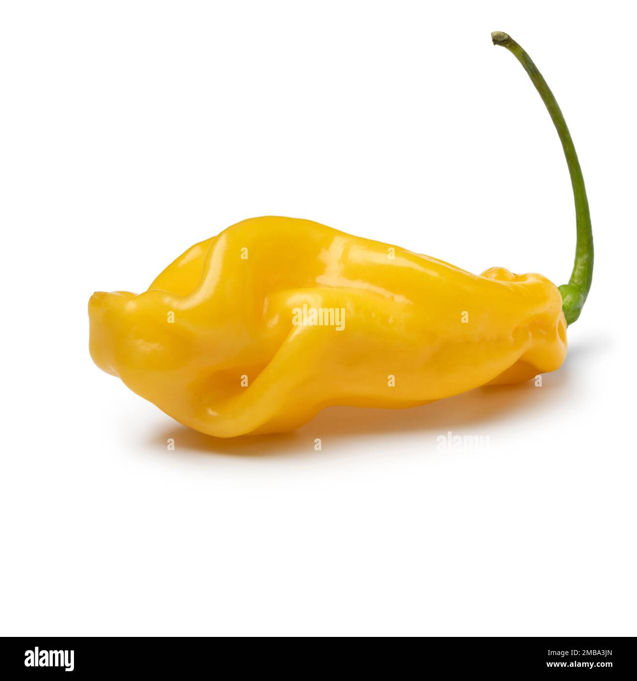 Singolo peperoncino di scorpione giallo fresco isolato su fondo bianco Foto Stock