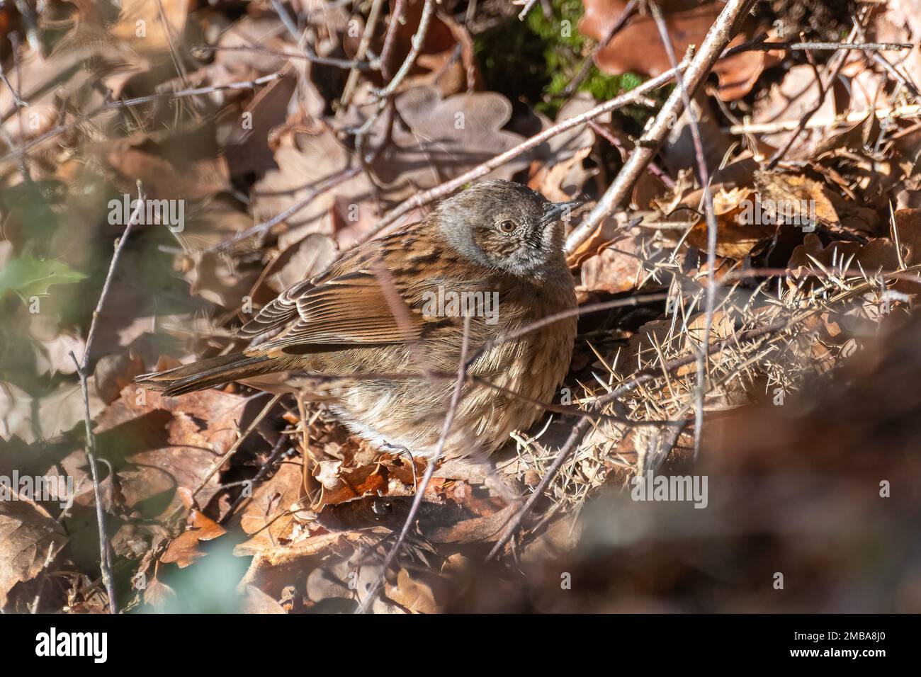 Dunnock (Prunella modularis), piccolo uccello alla ricerca di cibo in foglie in una fredda giornata invernale, Inghilterra, Regno Unito Foto Stock
