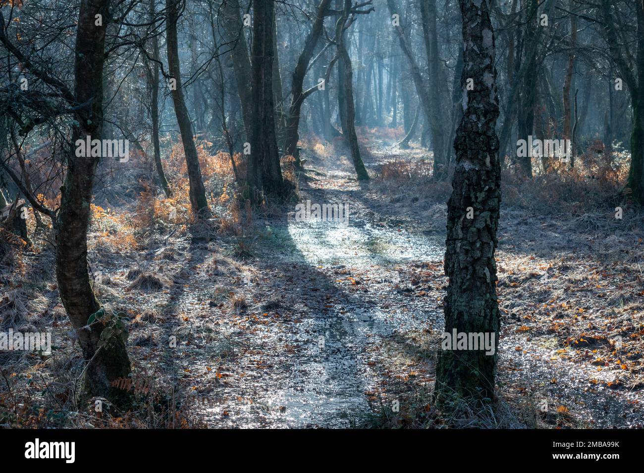 Moody winter woodland paesaggio in un gelido giorno di gennaio, Surrey Hills, Inghilterra, Regno Unito, con nebbia Foto Stock