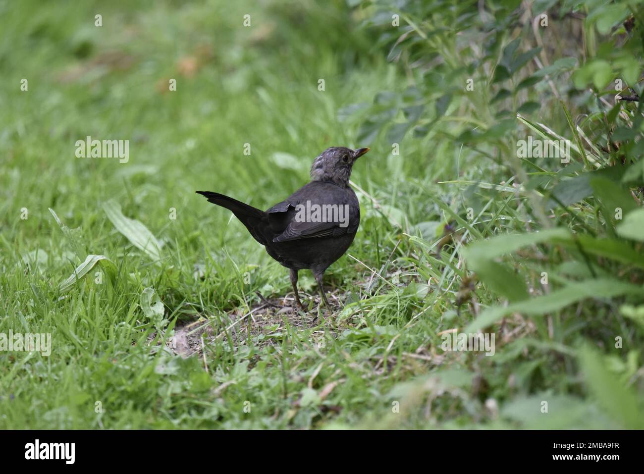 Primo piano immagine di un maschio minorile Blackbird (Turdus merula) su terreno erboso con testa girata a destra guardando verso Green Hedge, presa in Galles, Regno Unito Foto Stock
