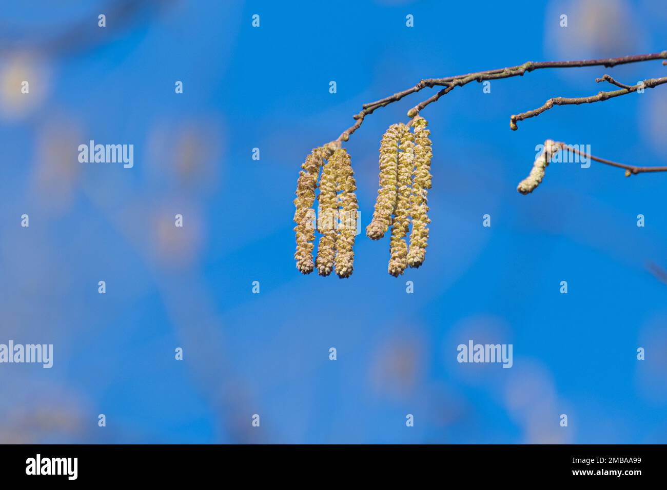 Hazel si catkins contro un cielo blu, fiori maschi gialli di Corylus avellana albero fiorito all'inizio di gennaio, Surrey, Inghilterra, Regno Unito. Foto Stock