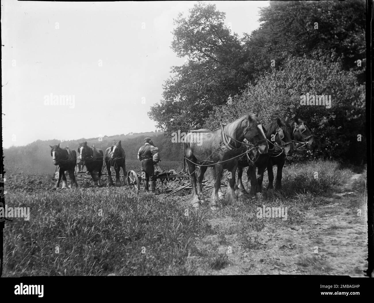 Wycombe, Buckinghamshire, 1919. Un contadino e due squadre di cavalli in un campo arato accanto a un bosco. Preso 'da Piddington al fondo del Beacon'. Foto Stock