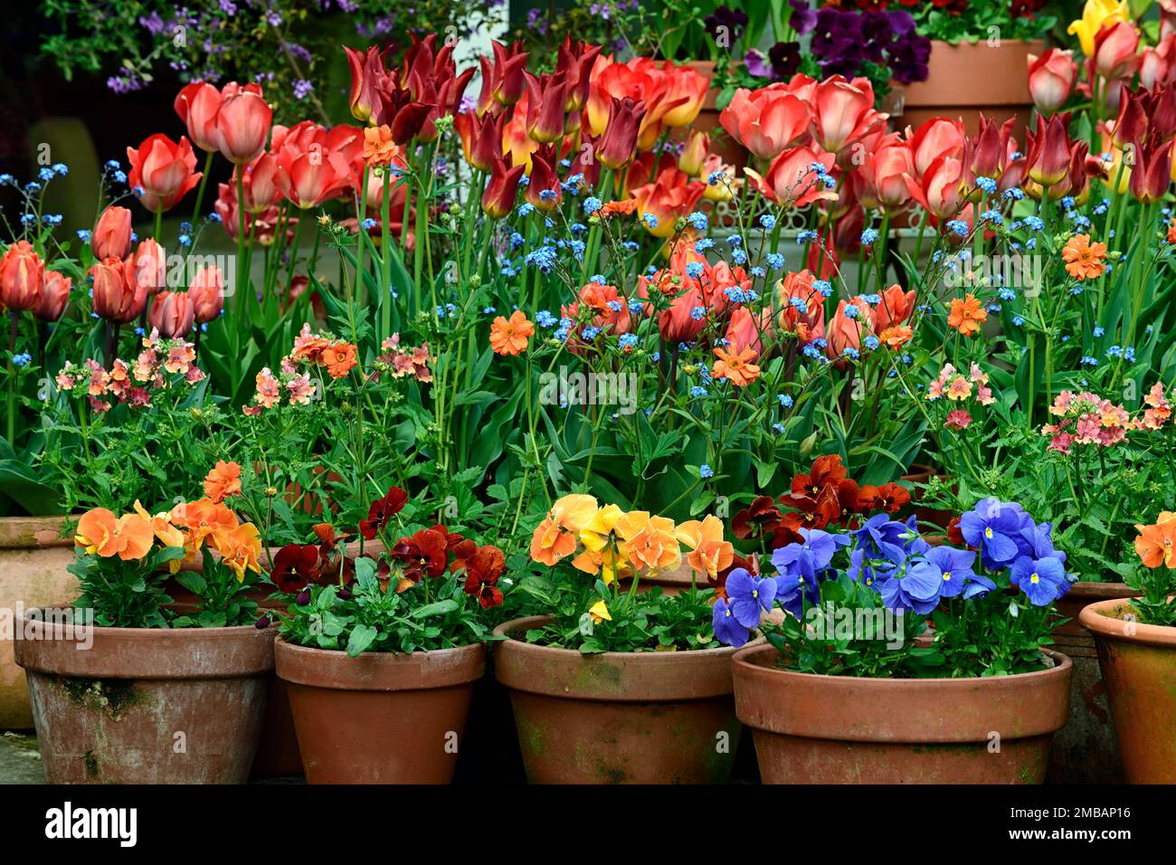 Pentole miste di tulipani, contenitori misti riempiti con tulipani, schema di piantagione di contenitori di primavera, schema di piantagione di vasi di primavera, corrispondenza di tulipano, hermi di tulipano Foto Stock