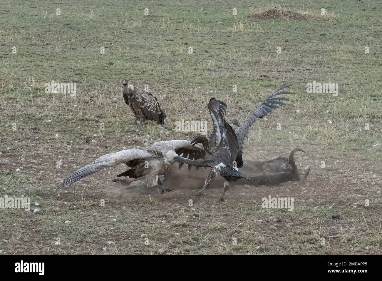 Un gruppo di avvoltoi che combattono contro una carcassa gnu al crepuscolo, nella savana africana in Tanzania. Foto Stock