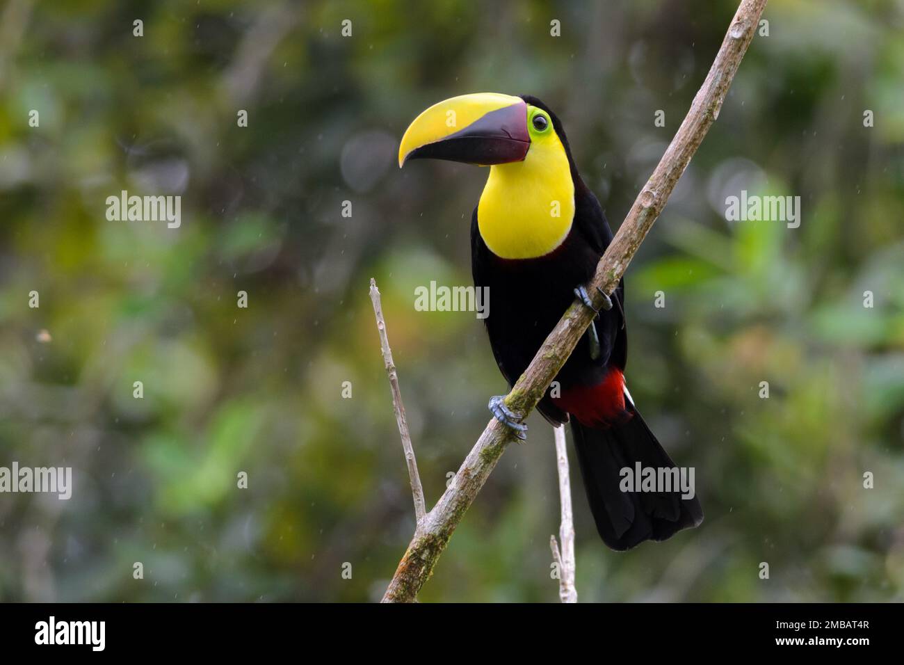 Toucan castagno-mandibled - Ramphastos swaissonii a la Selva, Costa Rica Foto Stock