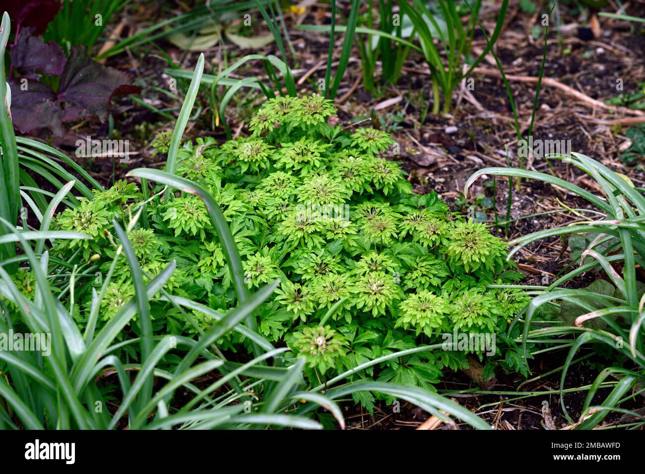 Anemone nemorosa Viridiflora,anemone in legno,anemoni in legno,fiori completamente doppi verdi,tappeto di fiori,fiori,fiori,fiori,fiori,legno,bosco,ombra,ombreggiata Foto Stock