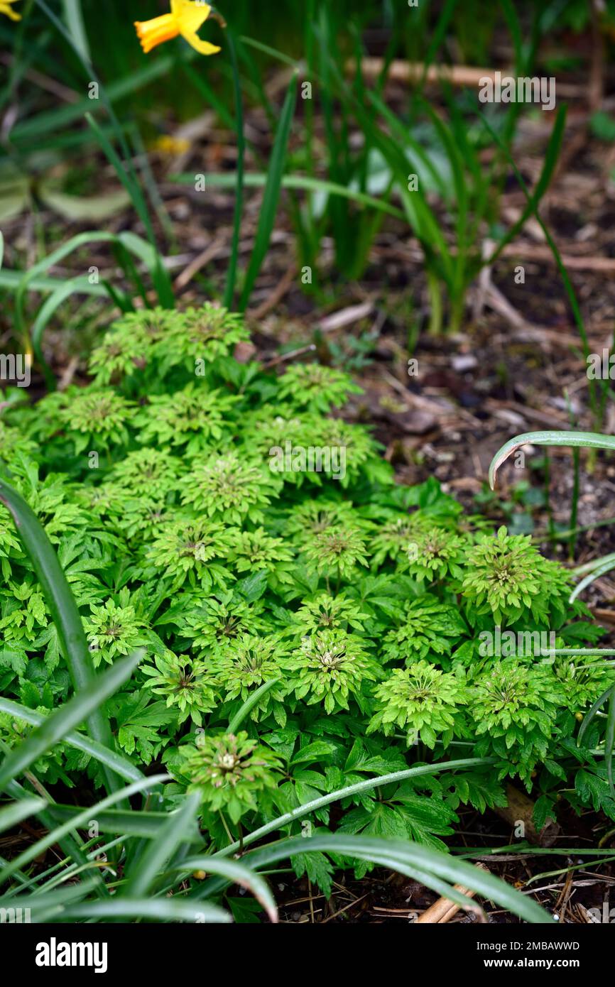 Anemone nemorosa Viridiflora,anemone in legno,anemoni in legno,fiori completamente doppi verdi,tappeto di fiori,fiori,fiori,fiori,fiori,legno,bosco,ombra,ombreggiata Foto Stock