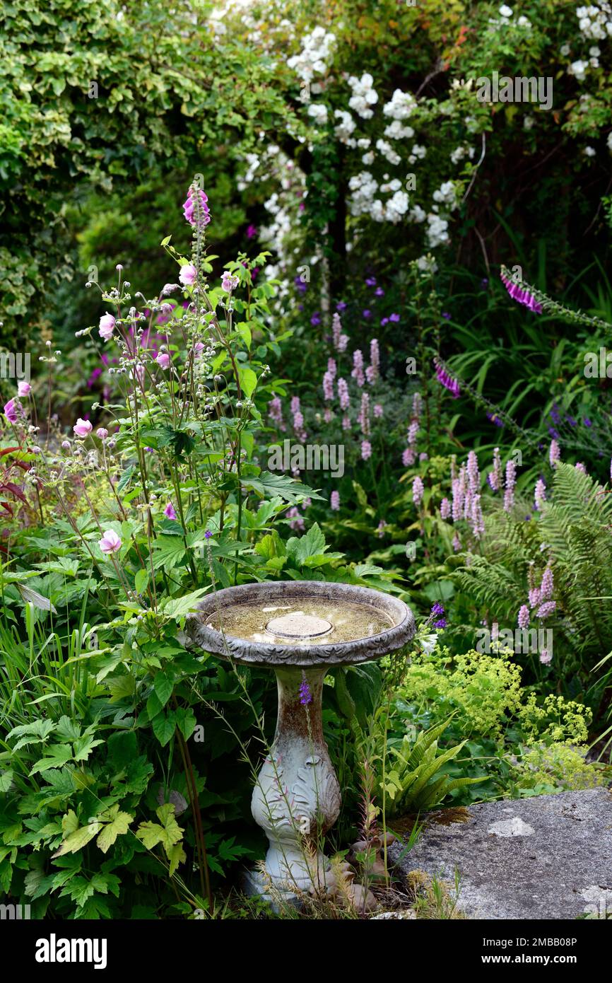 Bagno di uccelli, Persicaria bistorta, fiori bistrò comune, giardino caratteristica, RM Floral Foto Stock