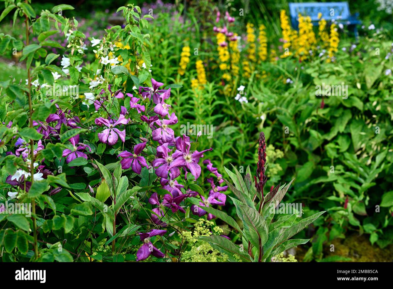 Clematis viticella etoile violette,viola,fiori,fiore,fioritura,scalatore,superriduttore,perenne,RM Floral Foto Stock