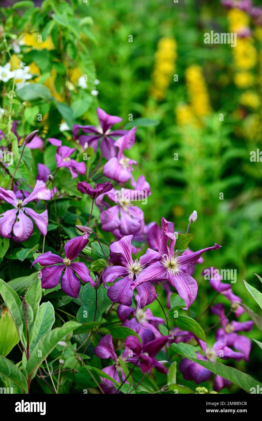 Clematis viticella etoile violette,viola,fiori,fiore,fioritura,scalatore,superriduttore,perenne,RM Floral Foto Stock