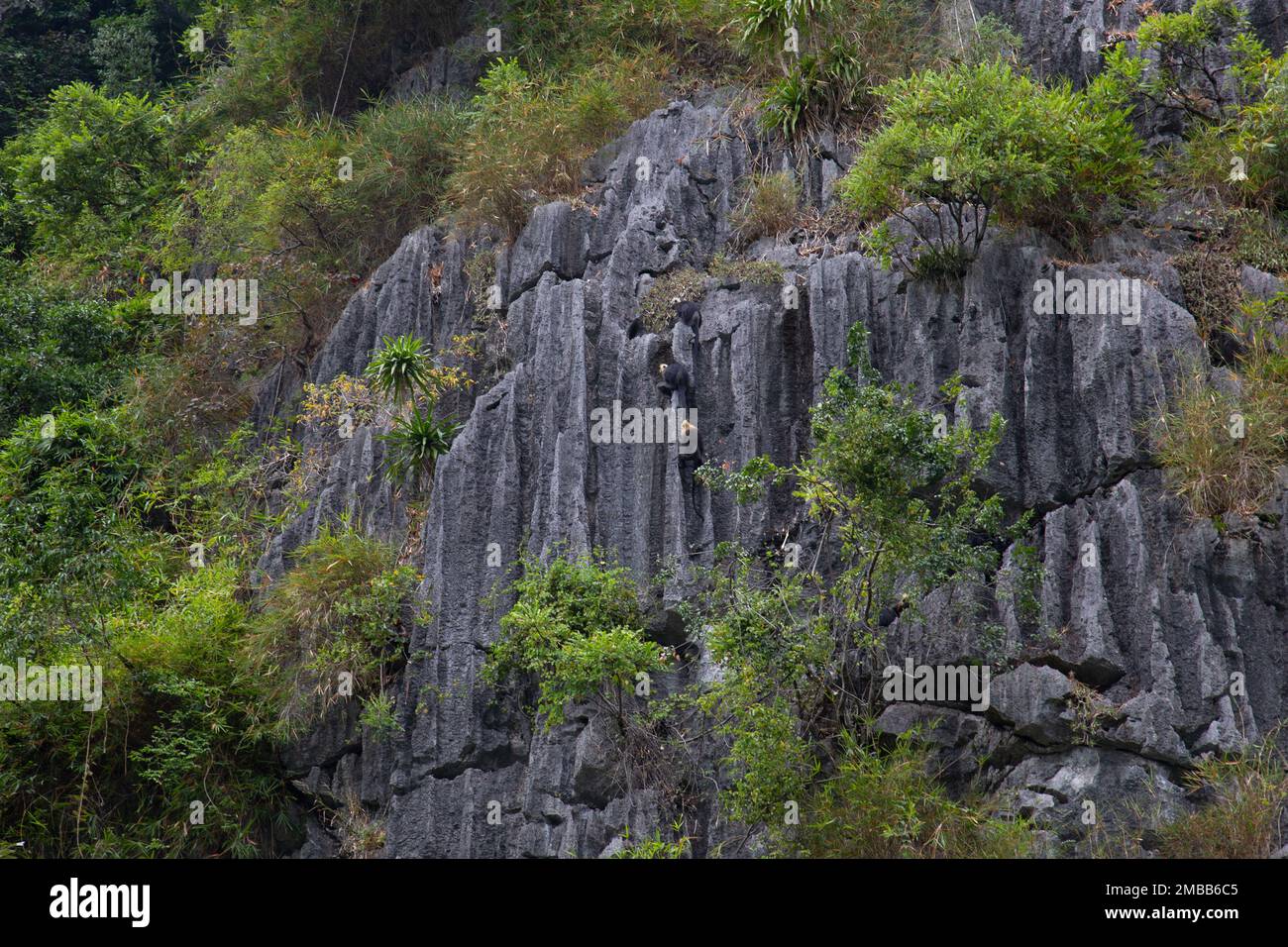 Cat Ba Langur Wild Endangered Primate - Cat Ba Langur fotografato nel selvaggio - ha Long Bay, Vietnam Foto Stock
