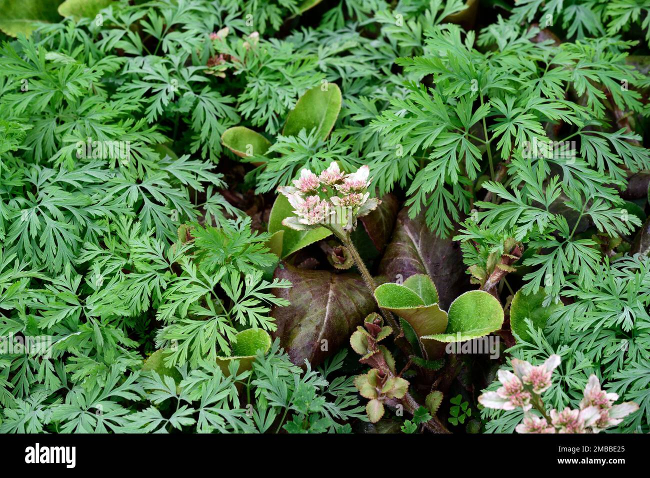 Petasites pyrenaicuswinter heliotropeheliotropo fiori circondato da dicentra formosadicentra formosa foglie, fogliame, giardino boscoso, Foto Stock