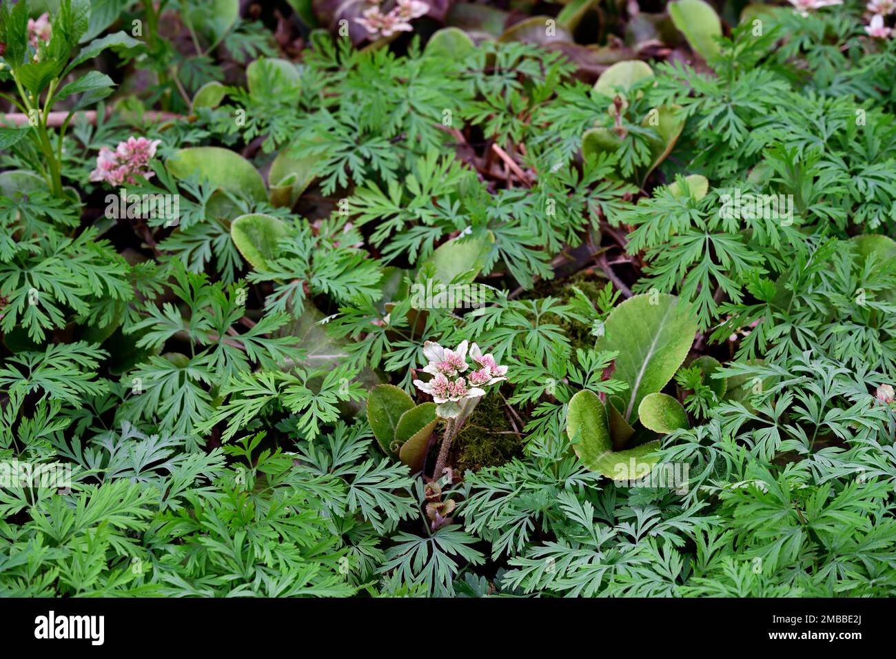 Petasites pyrenaicuswinter heliotropeheliotropo fiori circondato da dicentra formosadicentra formosa foglie, fogliame, giardino boscoso, Foto Stock