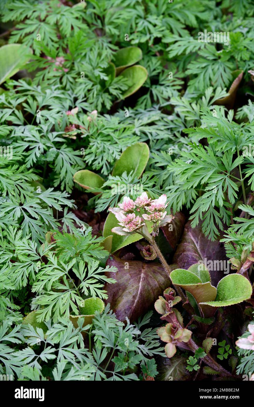 Petasites pyrenaicuswinter heliotropeheliotropo fiori circondato da dicentra formosadicentra formosa foglie, fogliame, giardino boscoso, Foto Stock