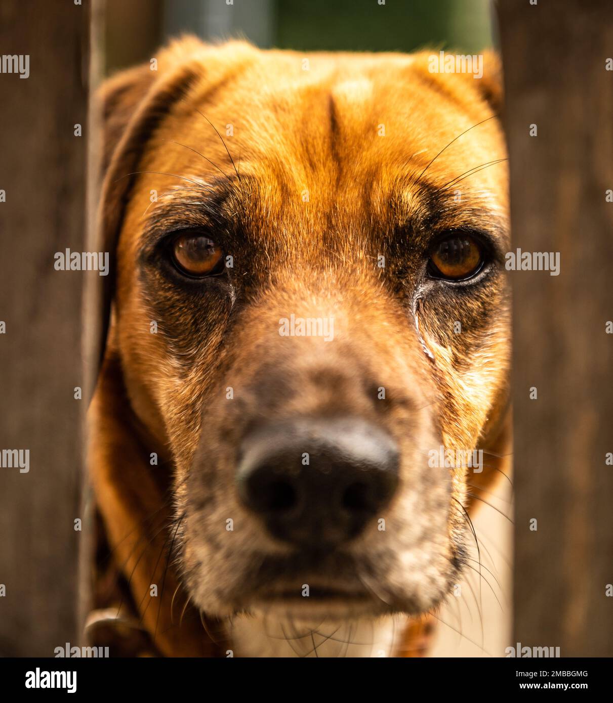 Un primo piano verticale di un cane marrone che guarda direttamente nella  telecamera Foto stock - Alamy