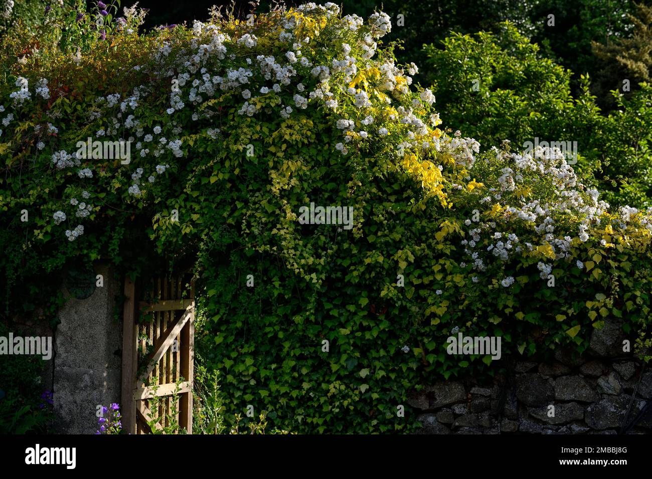 rosa bobbie james, rambla rosa bobbie james, rosa bobbie james che copre un ingresso giardino, edera e rosa coperto porta arch.hidden giardino, giardino segreto, op Foto Stock