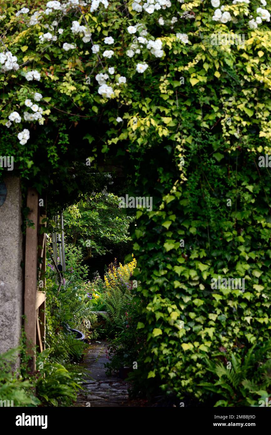 ivy e rosa coperto porta arch.hidden giardino, giardino segreto, porta giardino aperto, piombo, leader, giardino design, giardino caratteristica, RM Floral Foto Stock