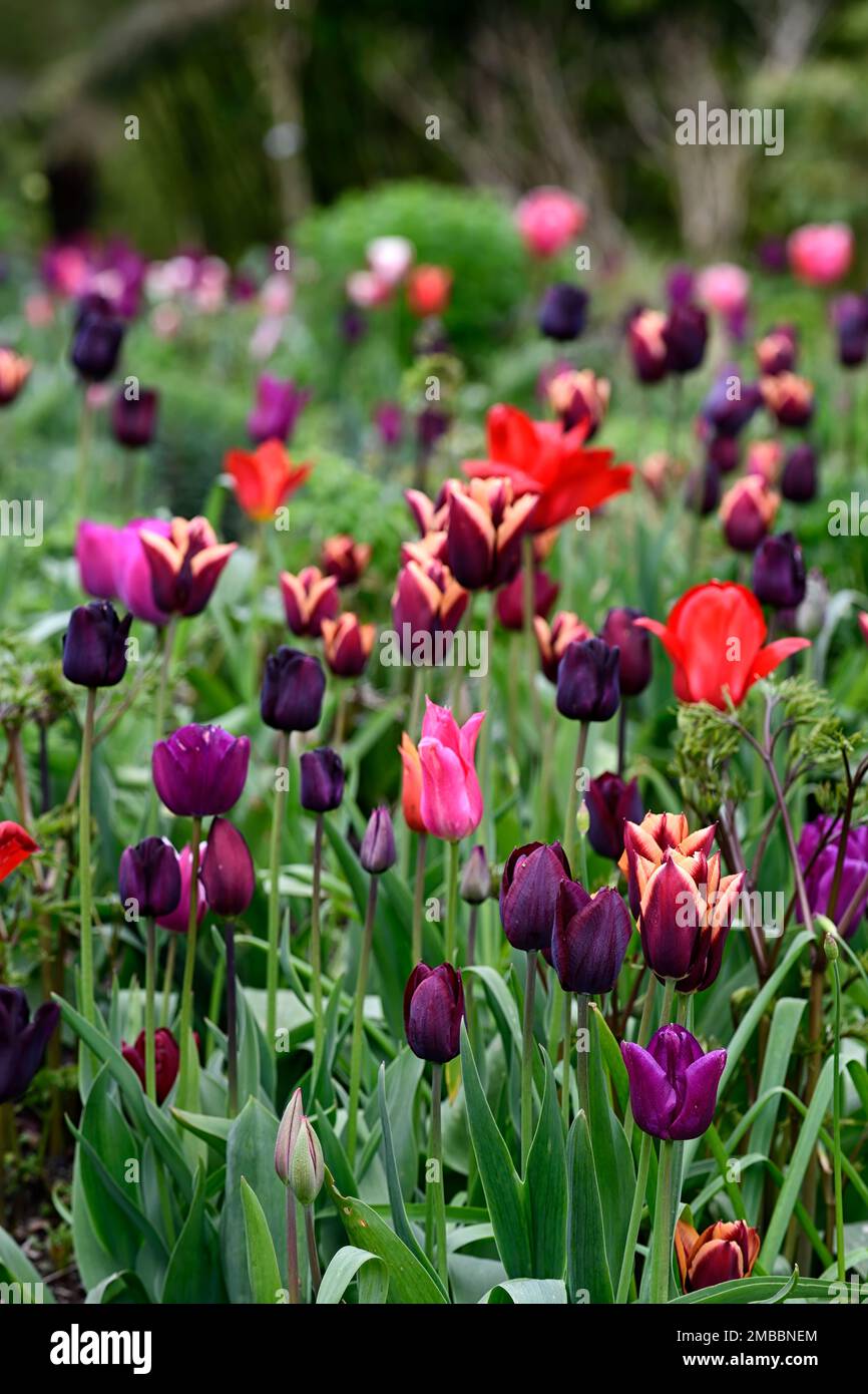 tulip negrita; tulipano havran; tulipano continentale; tulipano paul sherer; tulipano nazionale velluto, letto misto di tulipani, colori caldi, letto caldo, primavera in giardino, Foto Stock