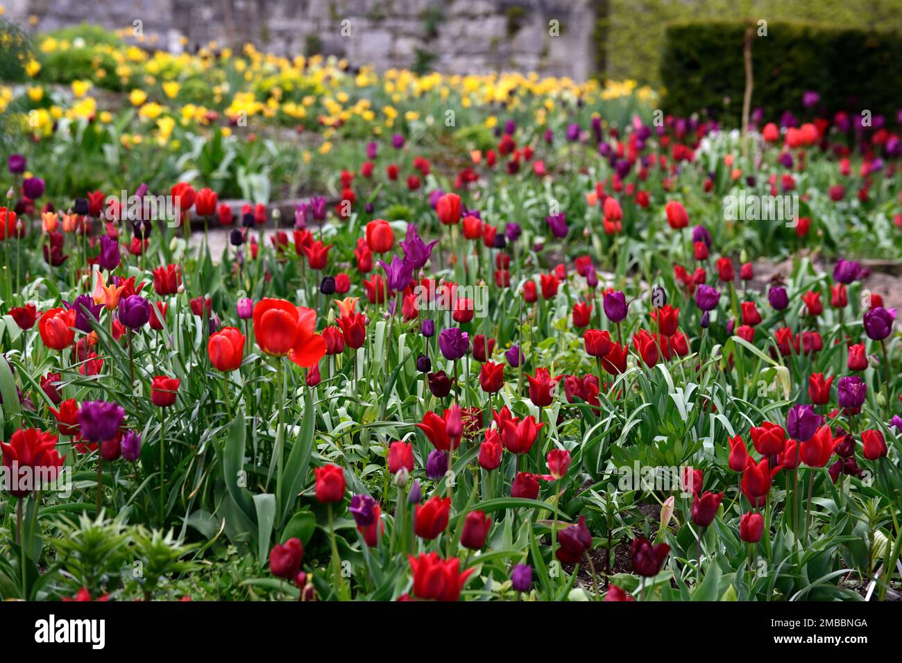 tulipa pieter de leur; sogno viola tulipano; velluto nazionale tulipano; eroe nero tulipano; ile de france tulipano, letto misto di tulipani, colori caldi, letto caldo, primavera Foto Stock