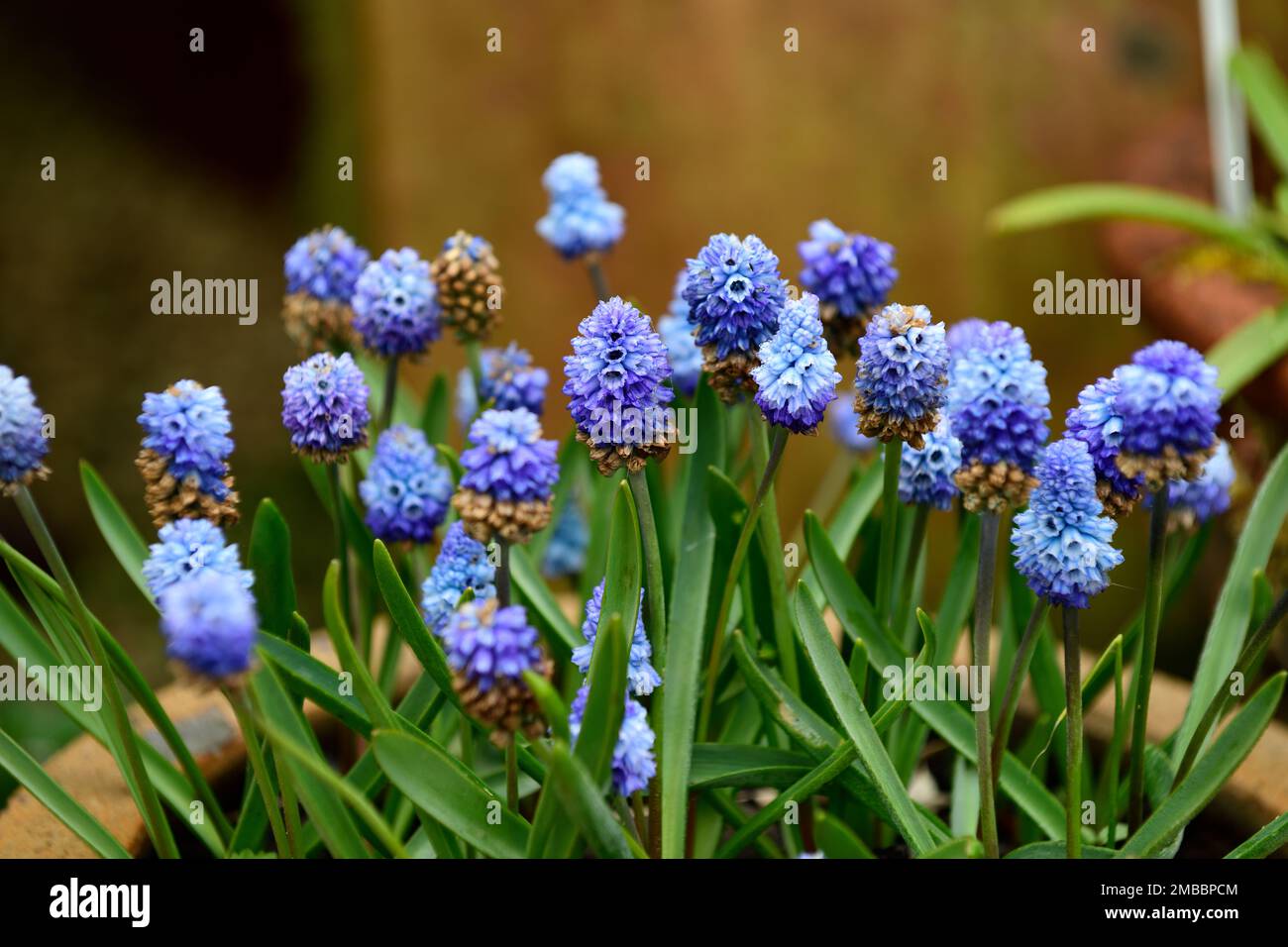 muscari azureum, giacinto di uva blu, fiori blu, primavera, fiori primaverili, giardino in primavera, RM Floral Foto Stock