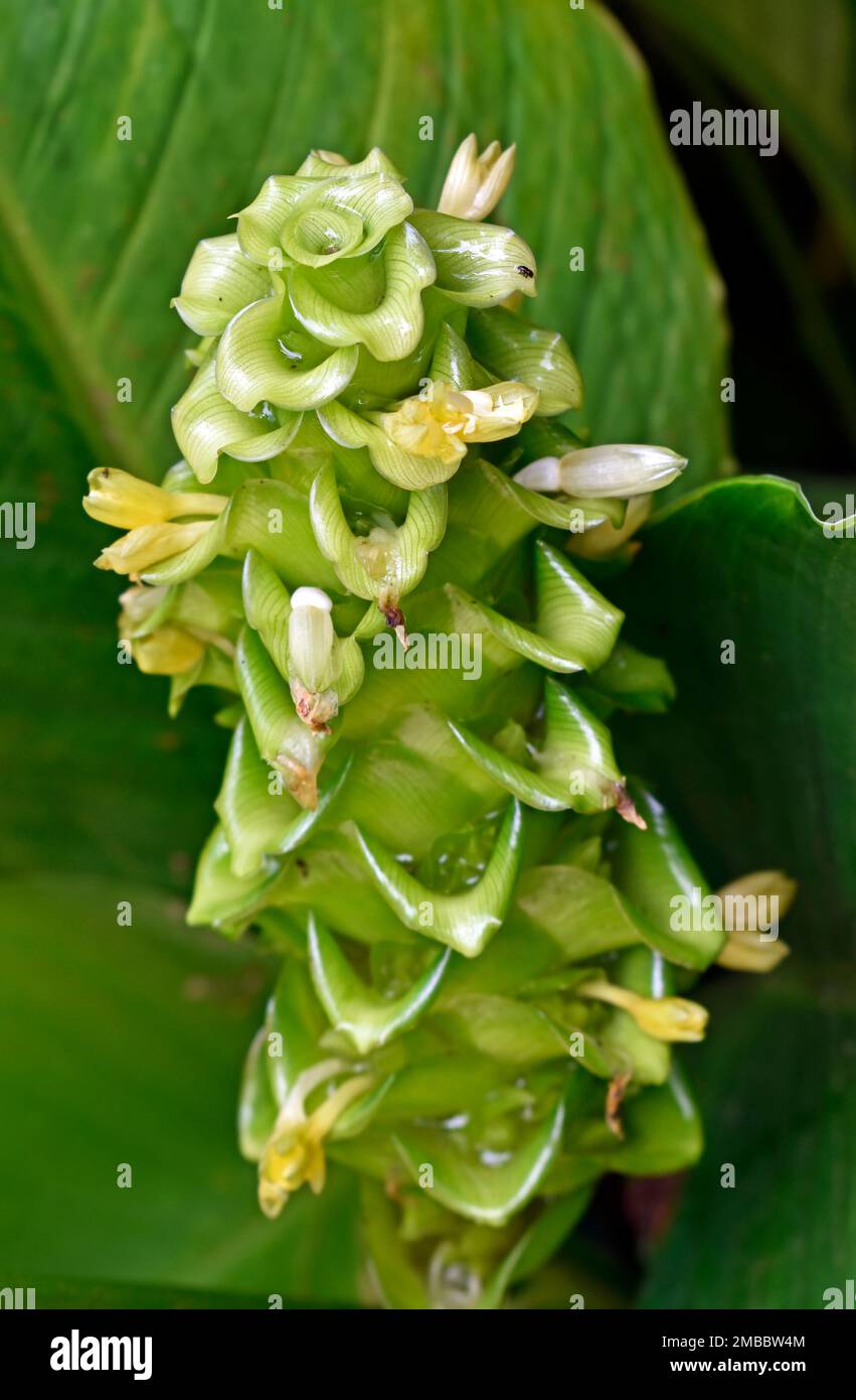 Infiorescenza di ghiaccio verde (Calathea cylindrica) sul giardino Foto Stock