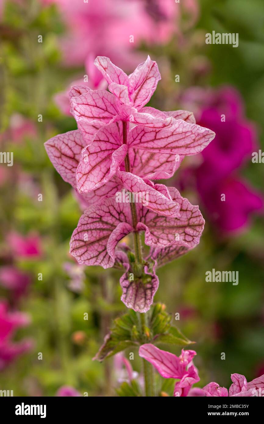 Primo piano di bellissimi fiori venati rosa Salvia viridis (Clary) in fiore nel mese di luglio, Inghilterra, Regno Unito Foto Stock