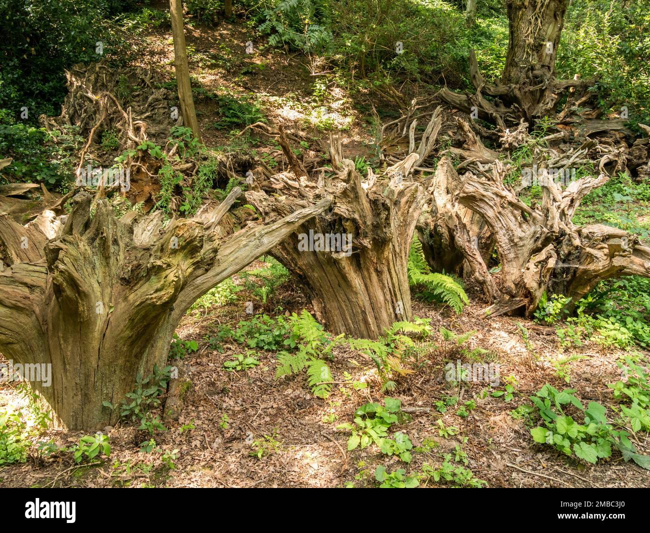 The Stumpery, Belvoir Castle Gardens, Leicestershire, Inghilterra, Regno Unito Foto Stock
