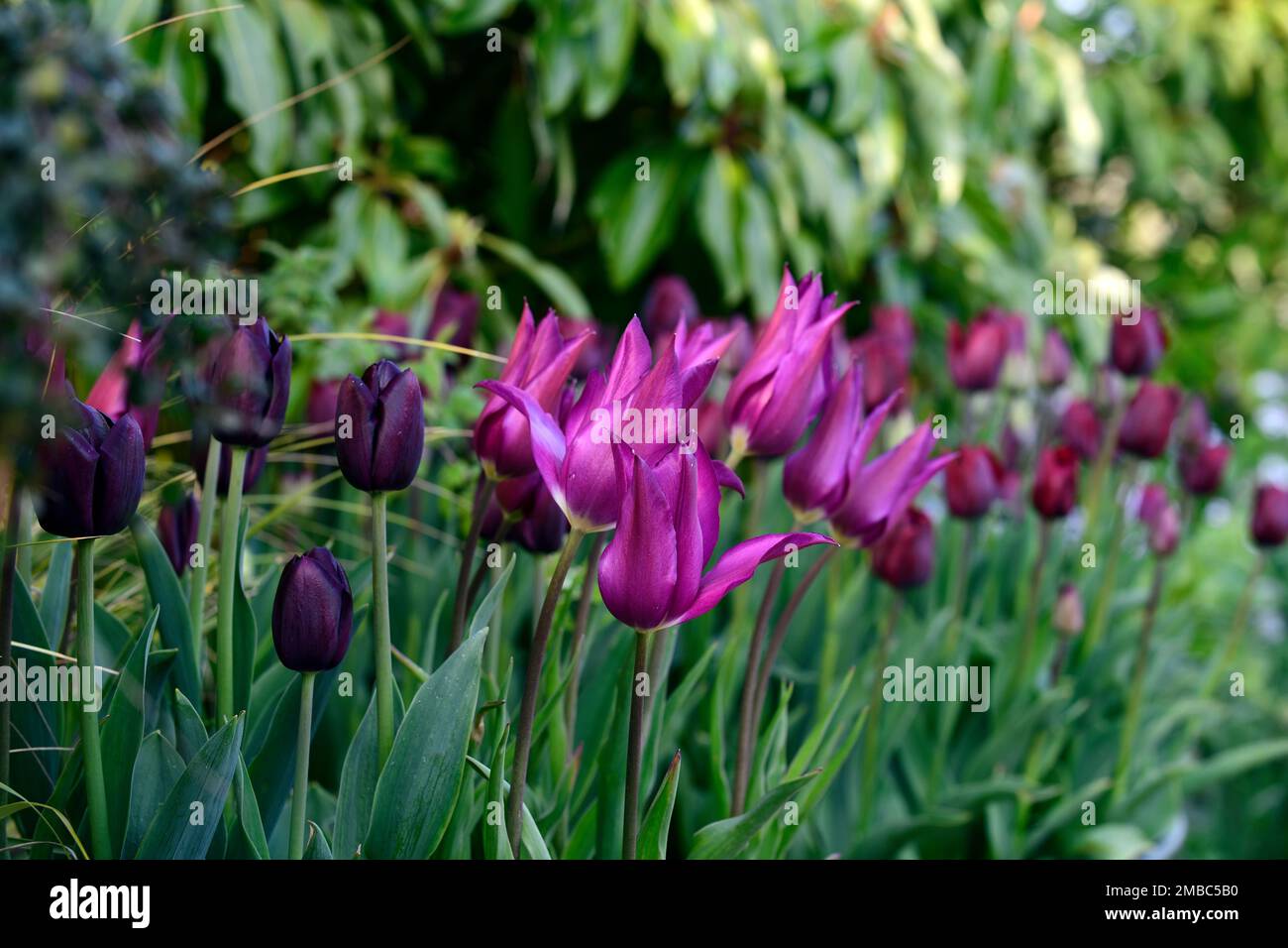 tulipa purple Dream,tulipano purple Dream,tulipano black jack,tulipa black jack,tulipano Yume no Mirasaki,purple profondo,marrone,viola,mix,display tulipano misto,mixe Foto Stock