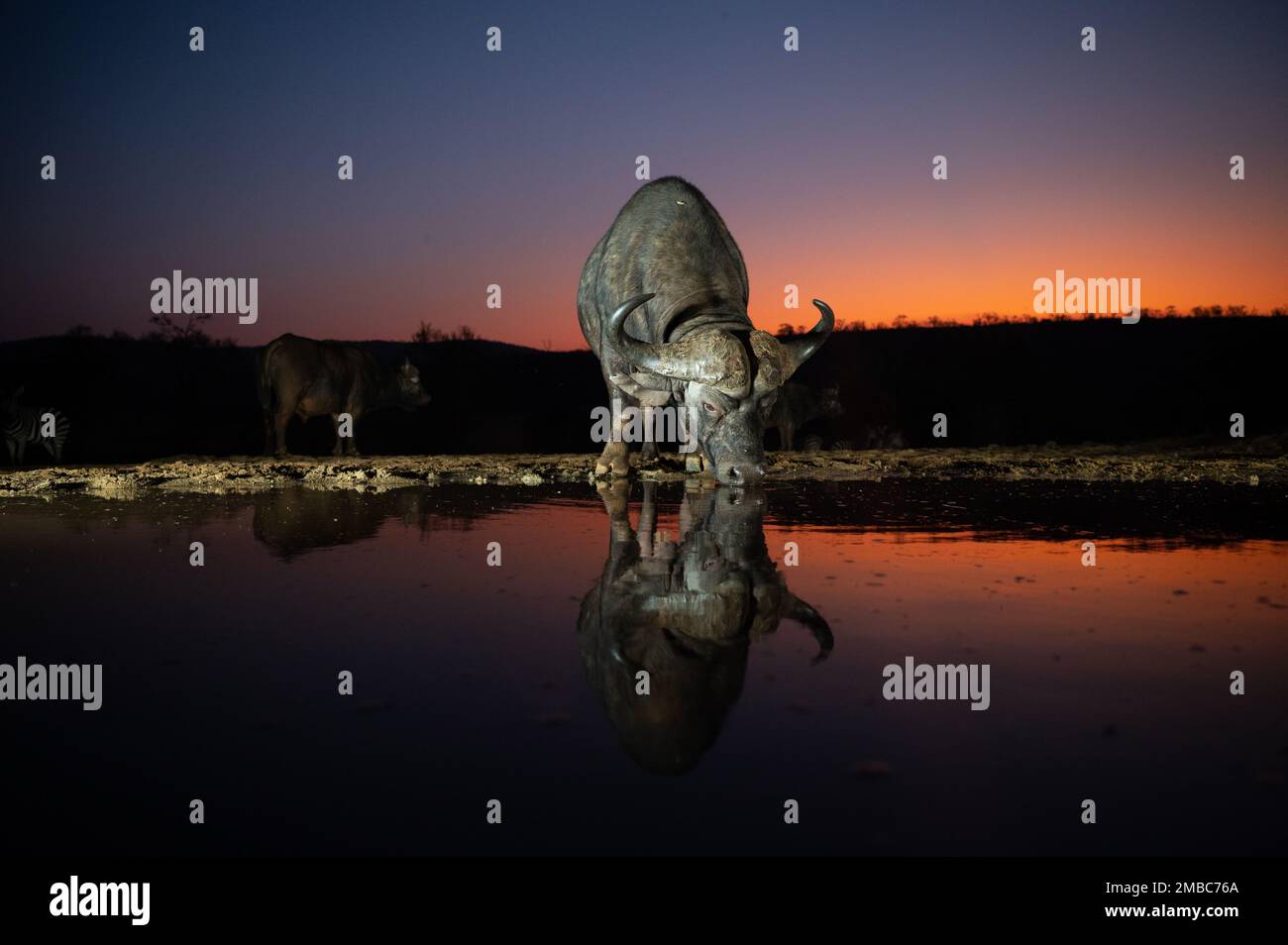 Bufali africani bere in una buca d'acqua notte in Sud Africa. Foto Stock