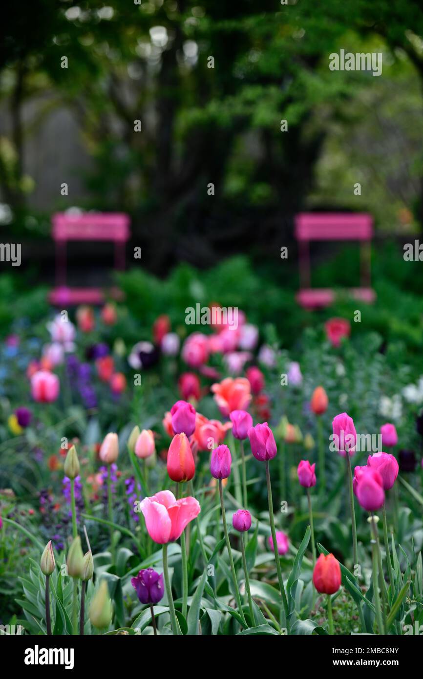 tulipa arrossendo signora, tulipa ballerina, tulipa impressione rosa, tulipa solcatcher, rosso arancio giallo fiori albicocche, primavera in giardino, tulipani misti, spilla Foto Stock