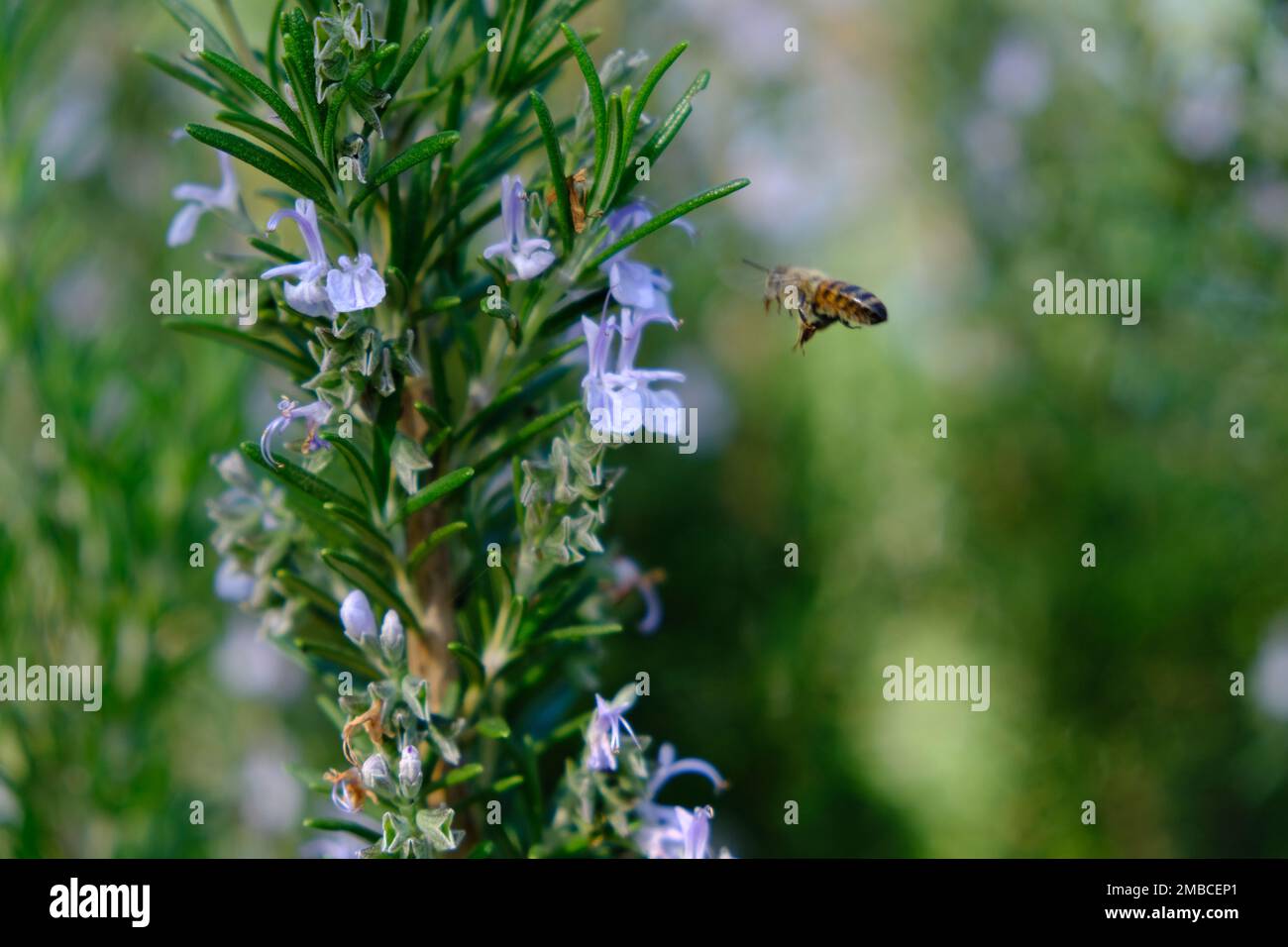 Ape che vola alla fioritura della lavanda in un caldo giorno autunnale. Foto Stock