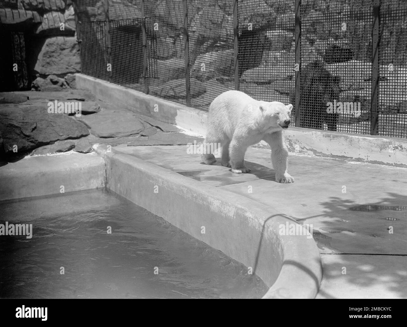 National Zoo, Washington, D.C.: Polar Bears, 1916. Foto Stock