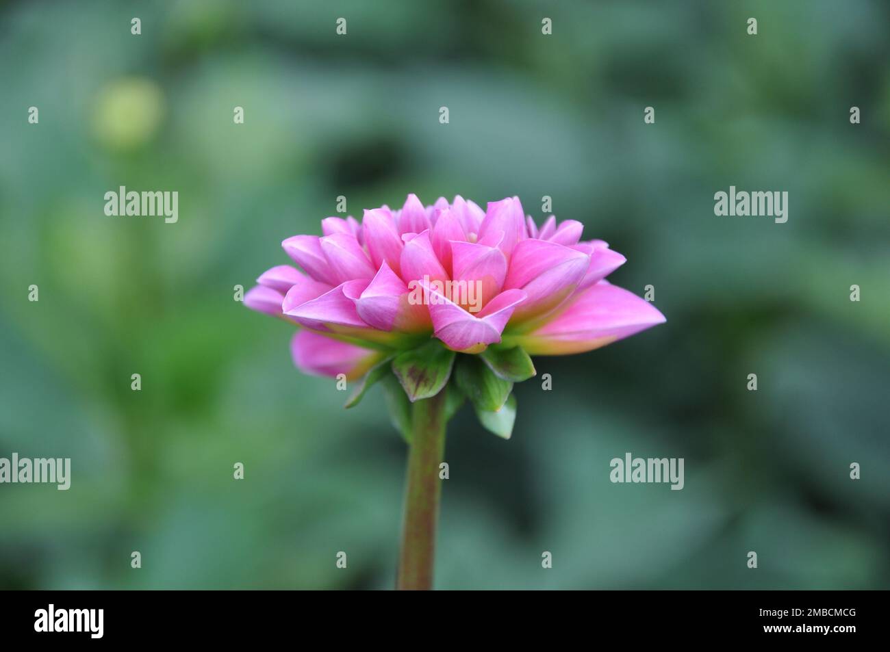Rosa brillante fiore dahlia flower.Abstract primo piano (macro) di fiore dahlia rosa con graziosi petali Foto Stock