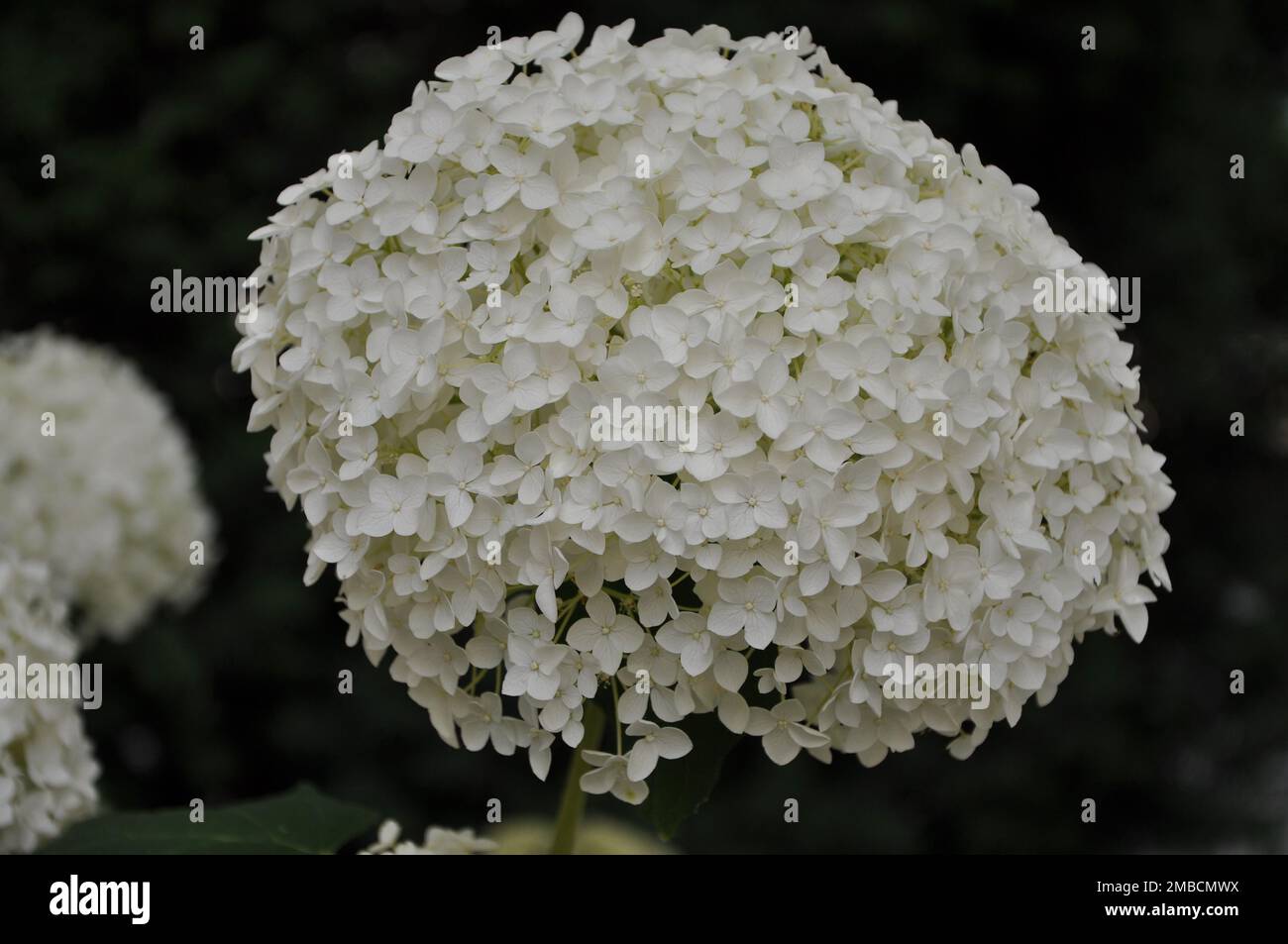 Hidrangea arborescens Annabelle palle bianche estate flowers.White flowers palle Hidrangea arborescens primo piano su sfondo sfocato Foto Stock