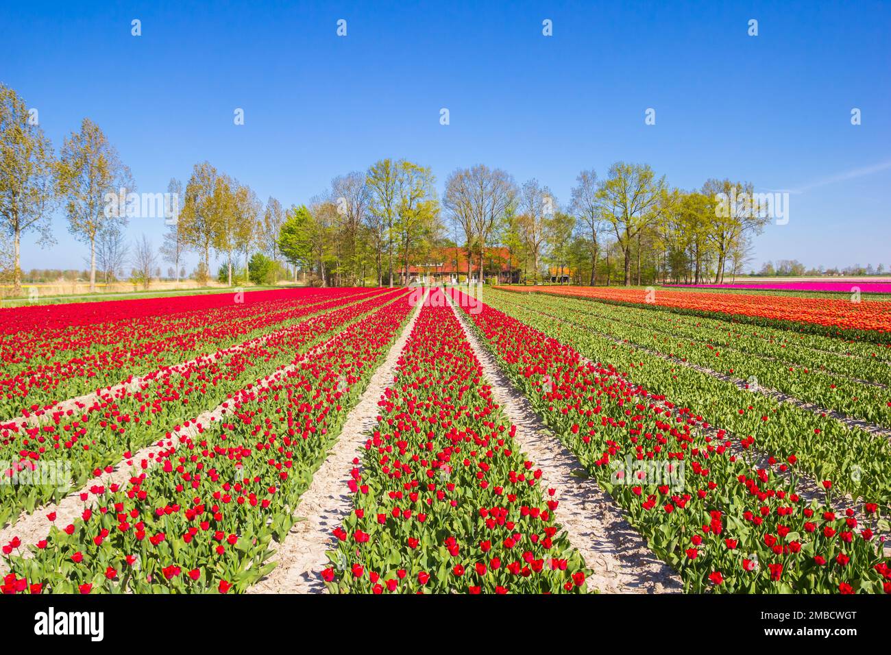 Colorato paesaggio olandese con tulipani rossi e una fattoria a Noordoostpolder, Paesi Bassi Foto Stock