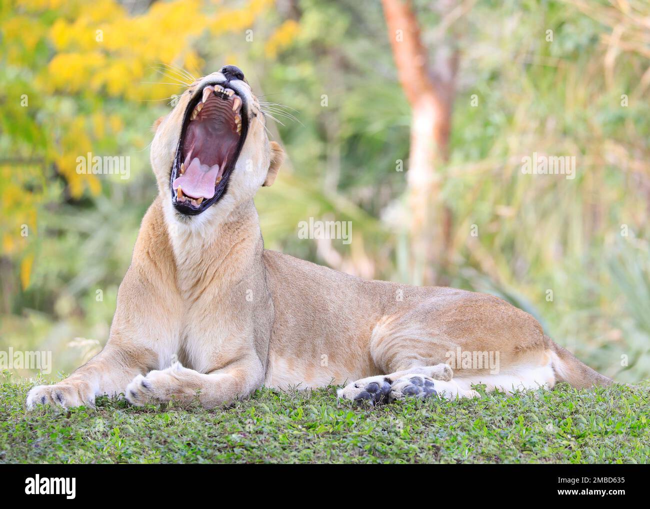 Ritratto senza leoni adagiato sull'erba a bocca aperta Foto Stock