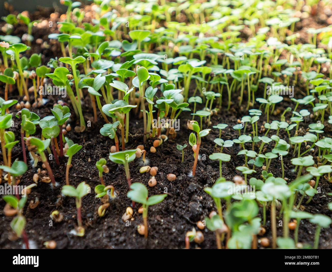 Foto ravvicinata dei micro verdi. Micro piante crescenti nel paese per salute o nutrizione vegana. Germinazione di seme nel paese. Germogli verdi sulla terra. Foto Stock