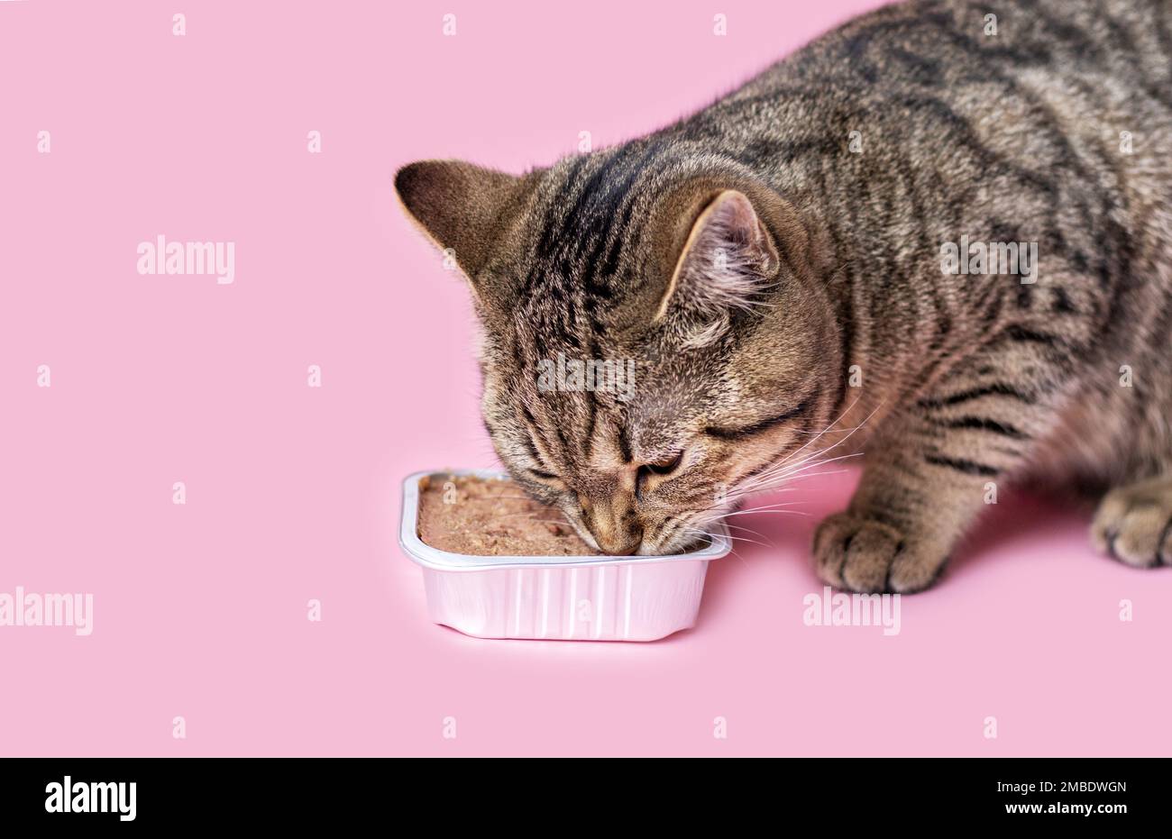 gatto tabby mangiare rosa umido sfondo bicchiere di vino Foto stock - Alamy