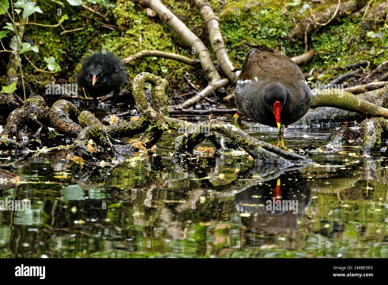 Madre Moorhen e il suo pulcino che si tuffano sopra le radici dell'albero semi-sommerse Foto Stock