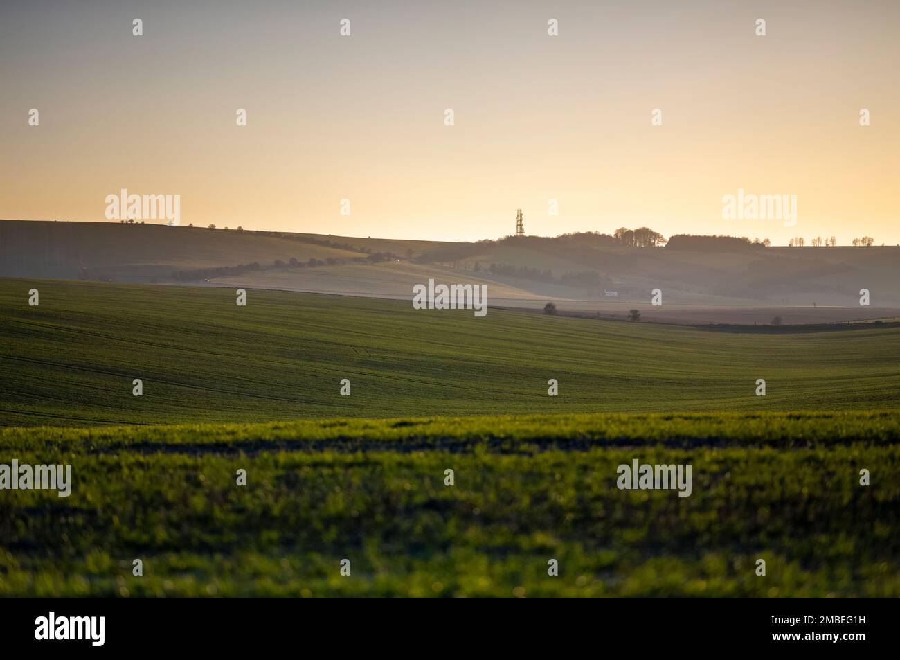 Sparsholt Firs, vicino a Wantage, Regno Unito Foto Stock