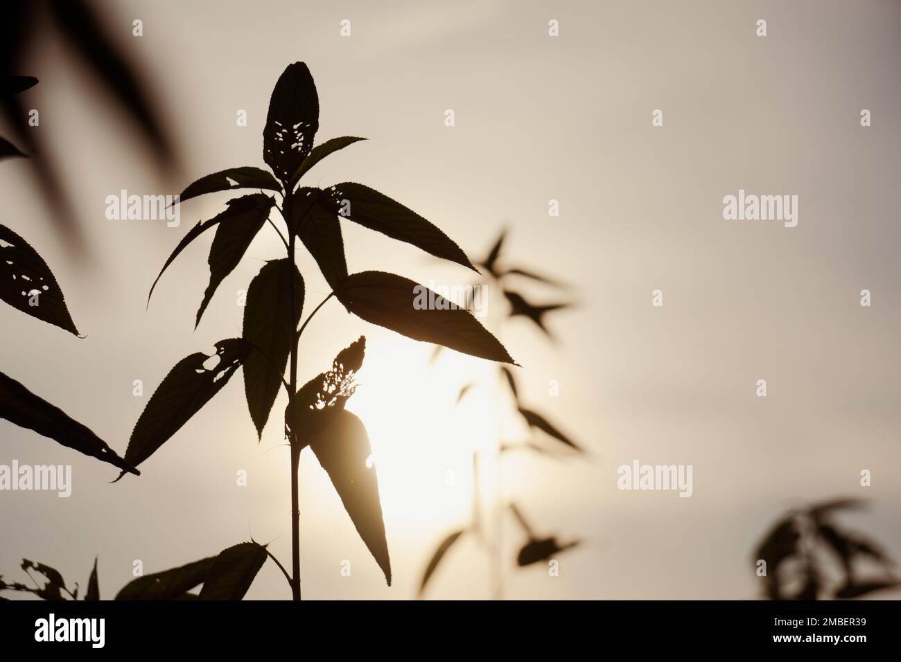Iuta alberi che sbirciano nel cielo. Il sole sta affondando tra le foglie di iuta. Foto Stock