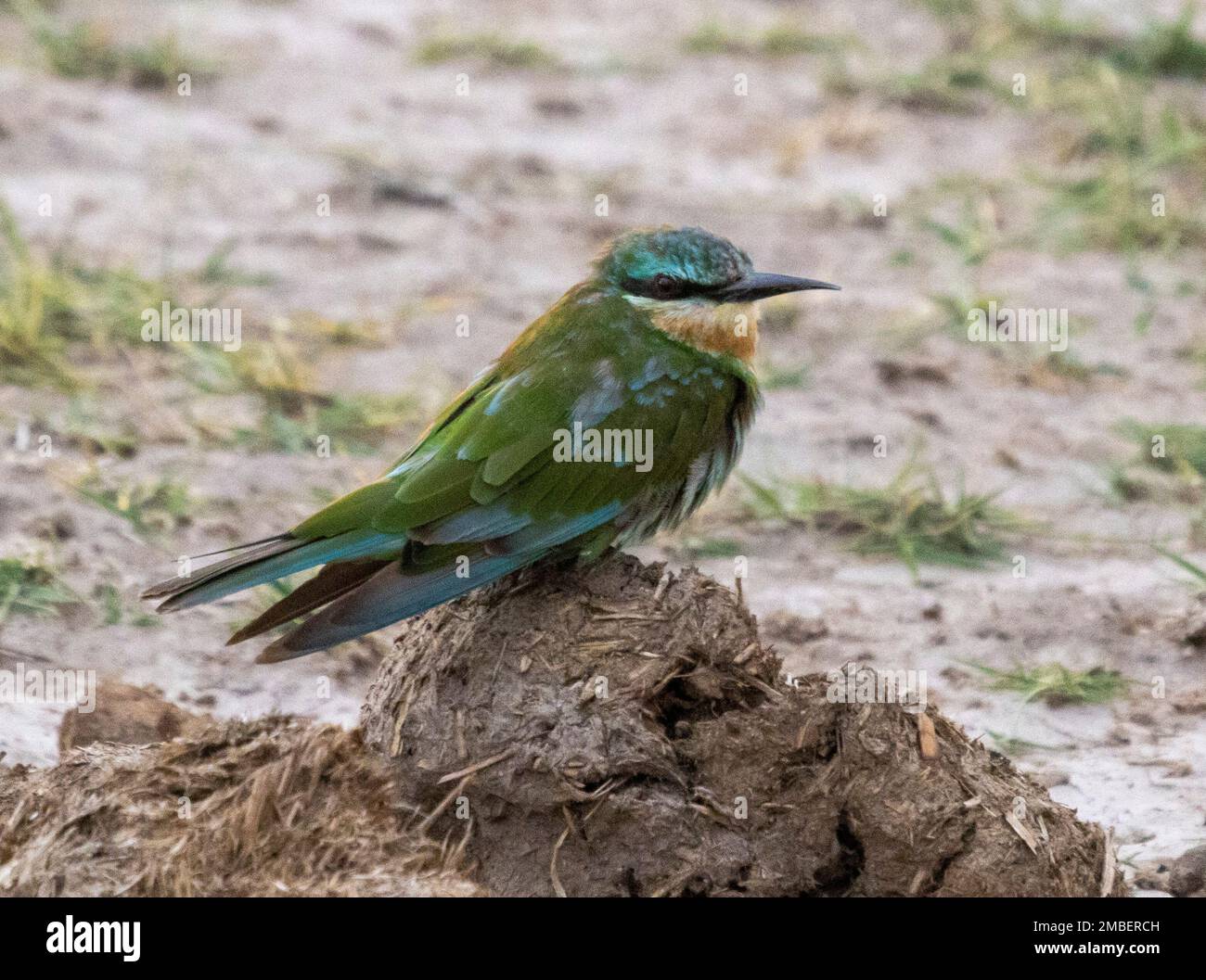 Piccolo mangiatore di api (Merops pusillus), Parco Nazionale di Amboseli, Kenya, Africa Foto Stock