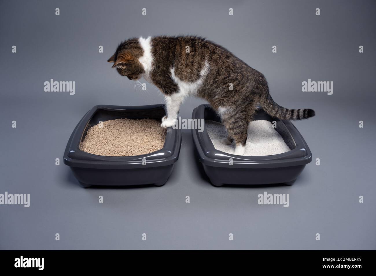 due scatole di cucciolata per gatti con lettiera per gatti in argilla e organica. passaggio cat da un'unità all'altra. concetto di rifiuto degradabile e non degradabile. Foto Stock