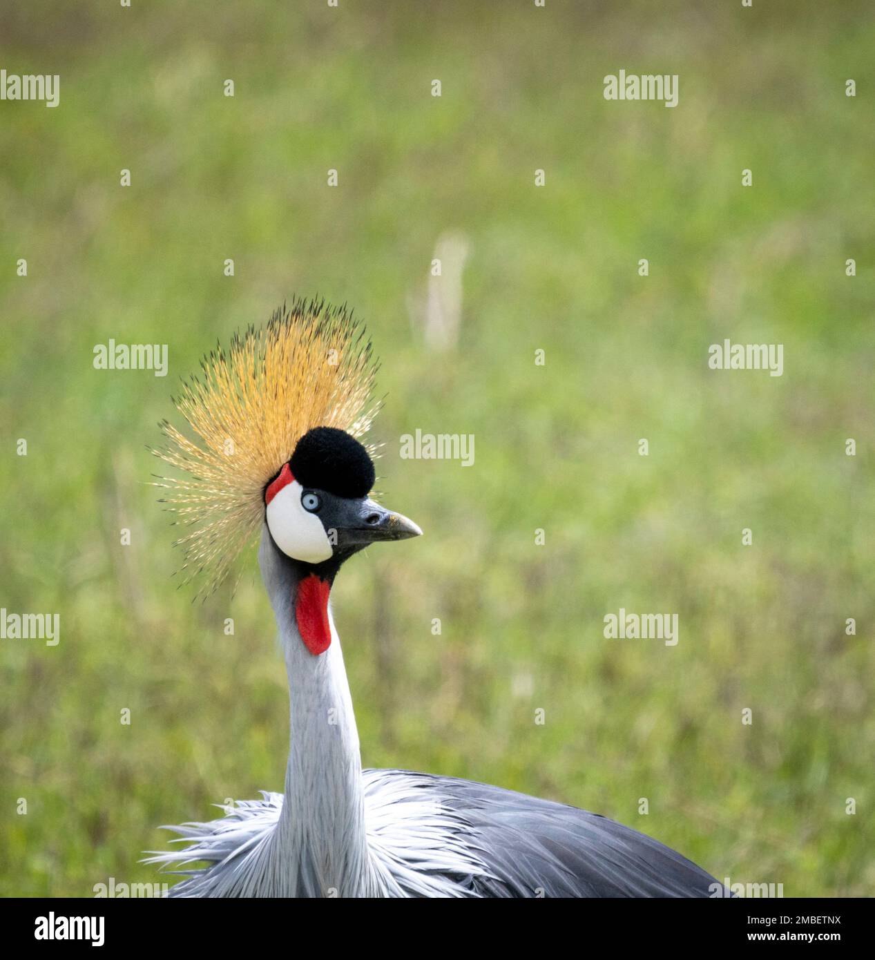 Primo piano di gru a corona grigia (Balearica regulorum), Parco Nazionale di Amboseli, Kenya, Africa Foto Stock