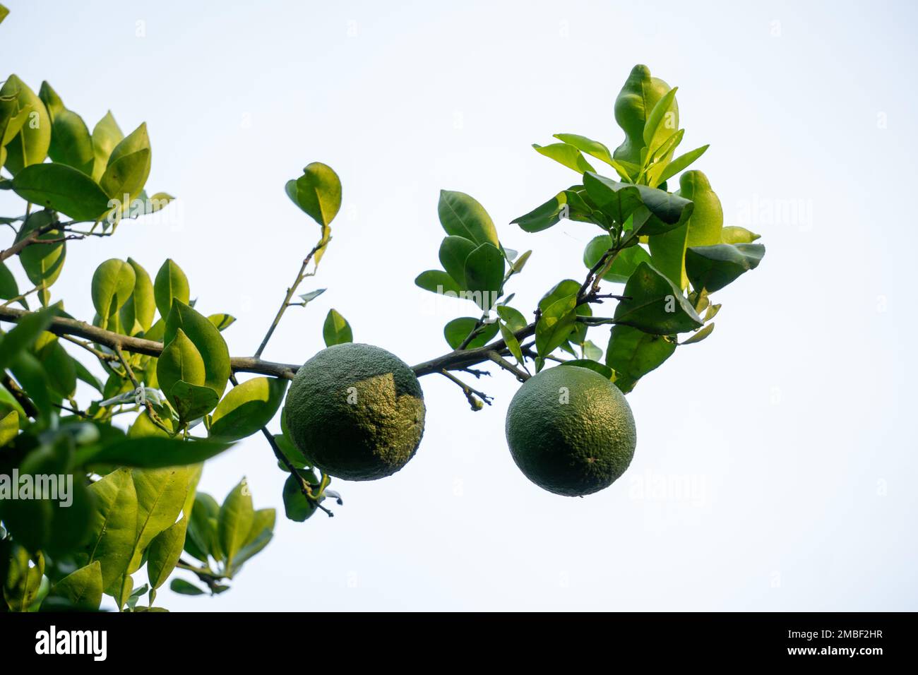 Le arance sono appese sull'albero. La nuova razza di malta del Bangladesh. Foto Stock
