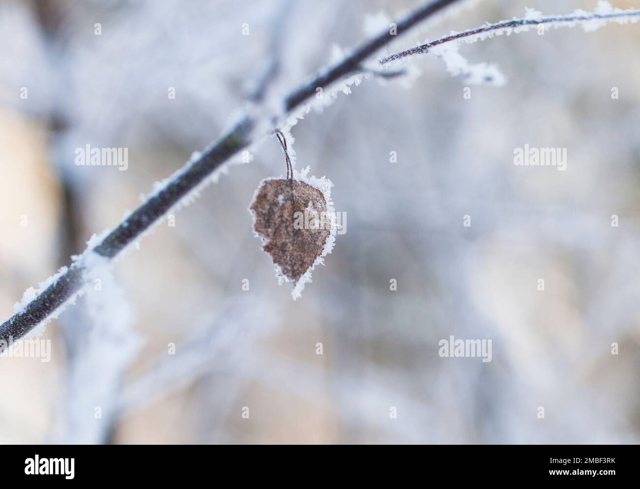 Bella macro fotografia invernale astratta - piante a temperatura inferiore allo zero Foto Stock