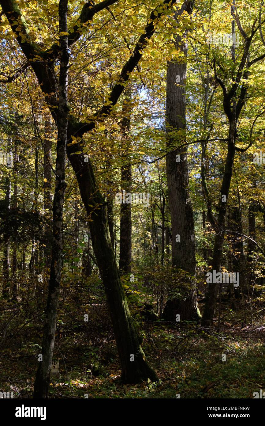 Vecchia foresta decidua nel pomeriggio d'estate Foto Stock