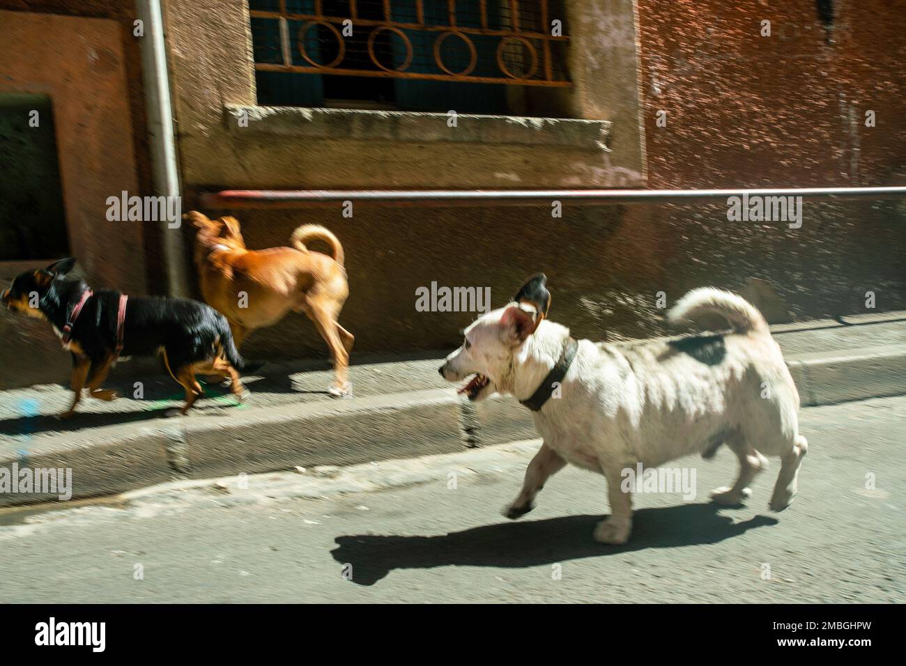 3 cani sulla strada di Barcellona di proprietà di una persona - un po 'sfocato movimento - sole luminoso sulla capitale della Catalogna in estate spagnola Foto Stock
